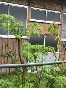 写真 2025-04-25 16 05 02 (3)