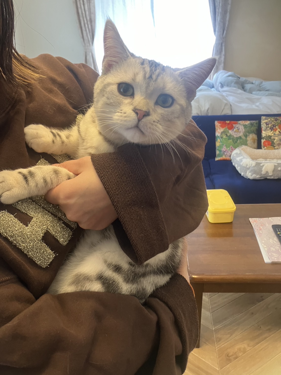 おきゃくにゃんの写真その1