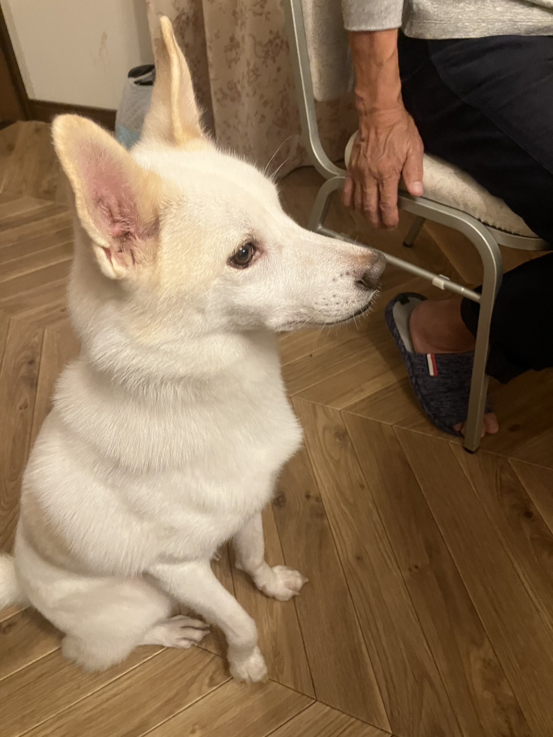 おきゃくわんの写真41